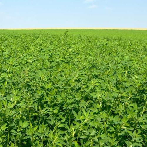 بذور برسيم إسترالي سيرفر