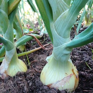 بذور البصل الأبيض