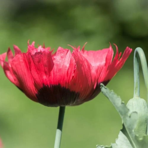 بذور الديدحان - شقائق النعمان