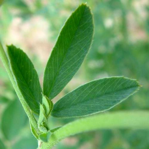 بذور البرسيم الحجازي