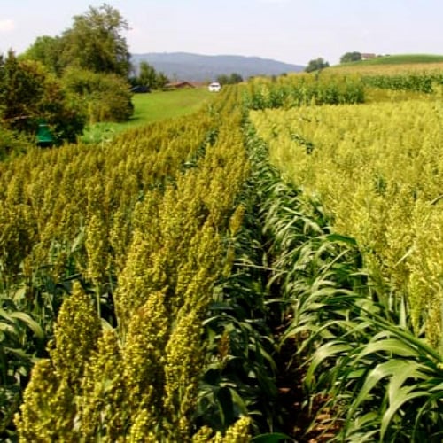 بذور الذرة الجيزانية