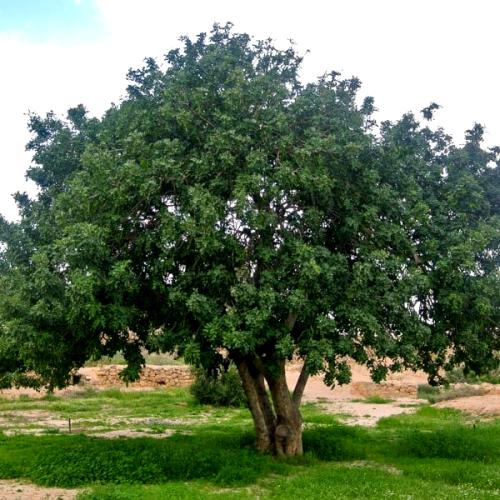 بذور الخروب