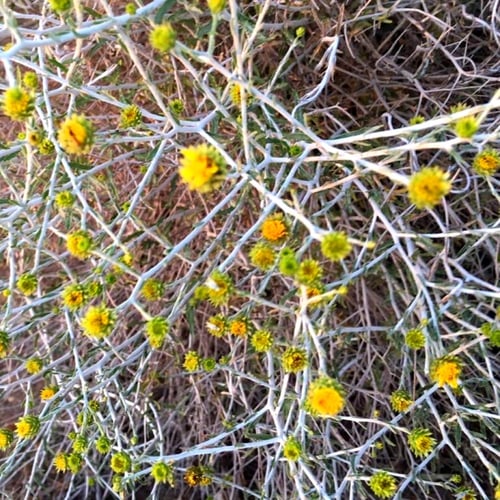 بذور العرفج