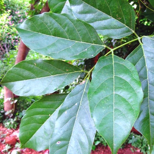 بذور البونجاميا