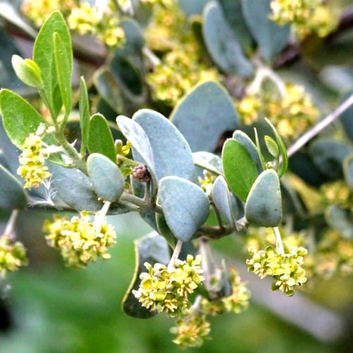 بذور الجوجوبا