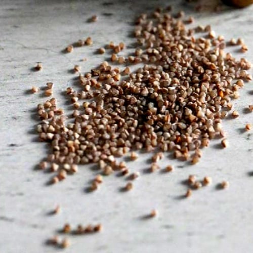 بذور أقحوان ثلجي