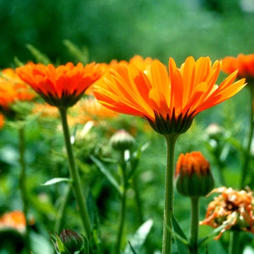 بذور الكلانديولا