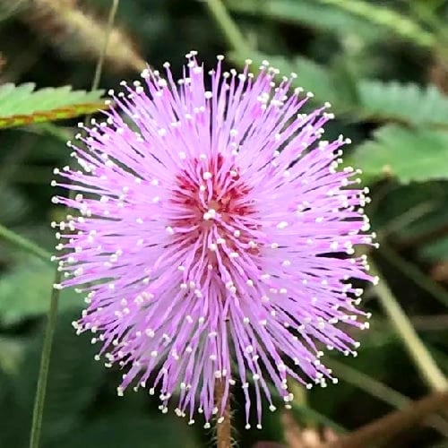 بذور النبتة الخجولة - المستحية