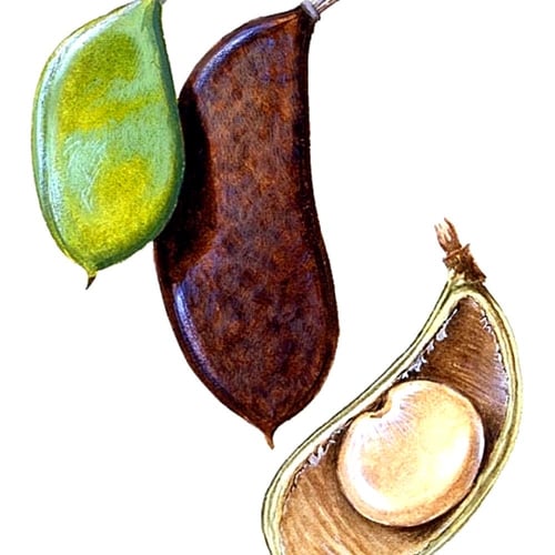 بذور البونجاميا