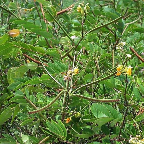 بذور كاسيا اوكدنتاليس