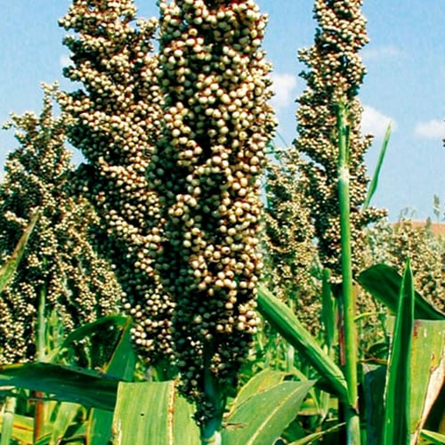 بذور الذرة الجيزانية