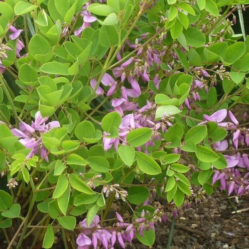 بذور النيلة الزرقاء