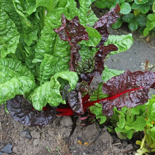 بذور البنجر أو الشمندر