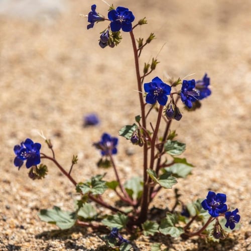 بذور بلوبيل | جرس الصحراء