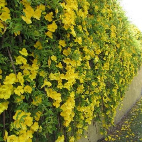 بذور متسلقة مخلب القط