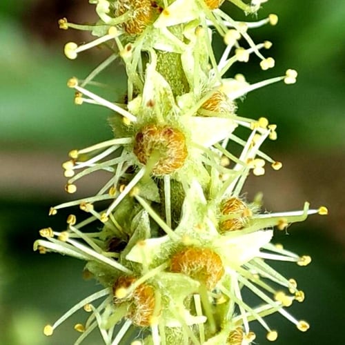 بذور ترمناليا منتالي