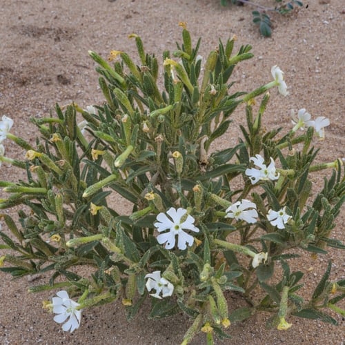 بذور التربة | تربة النفود | العبيسا