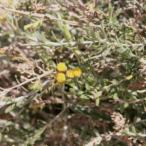 بذور القيصوم