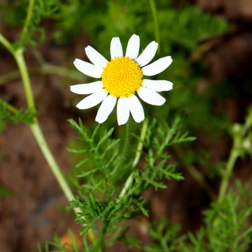 بذور قحويان