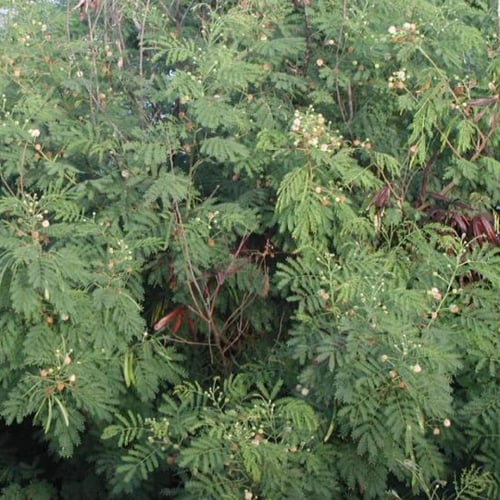 بذور اللوسينيا