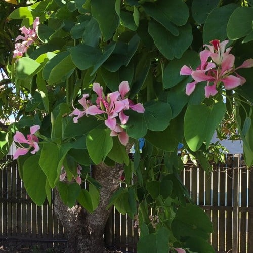 بذور البوهينيا الوردي