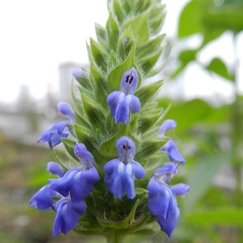 بذور المرامية الإسبانية | الشيا