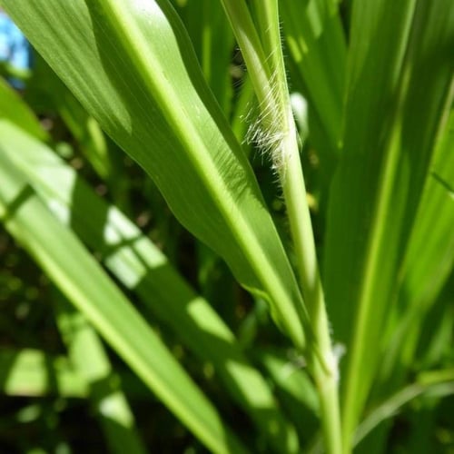 بذور بونيكام أسباني