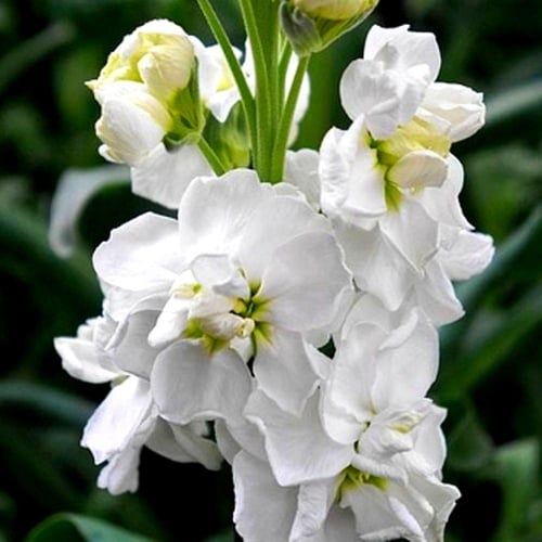 بذور المنثور | أبيض