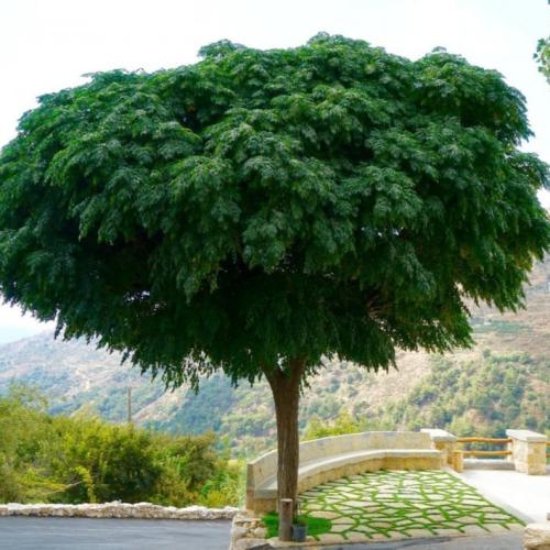 بذور شجرة الزنزلخت