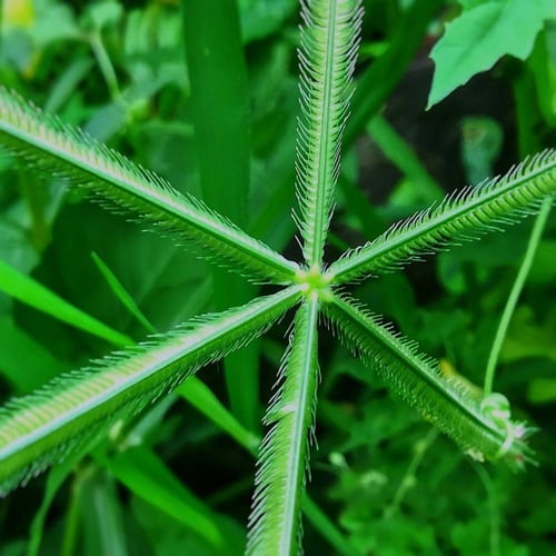 بذور الثيّل | انجيلة