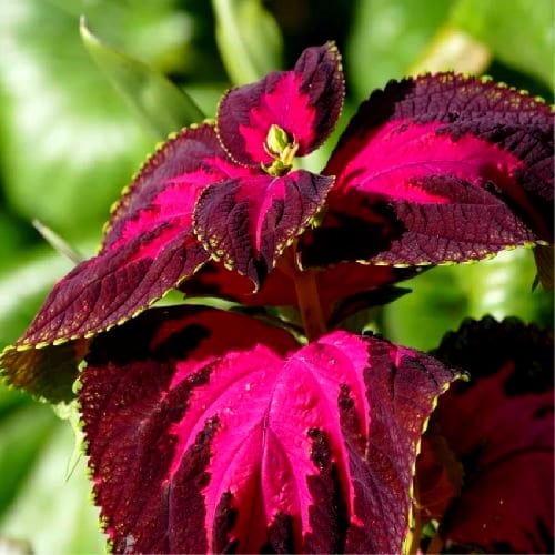 بذور السجّاد - الكوليوس