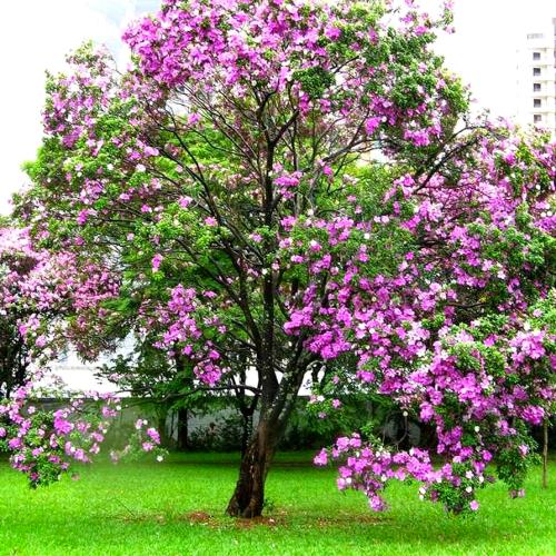 بذور البوهينيا