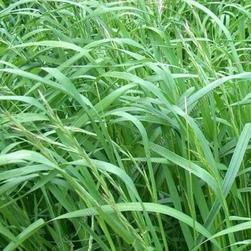 بذور ذرة بيبار سودانية