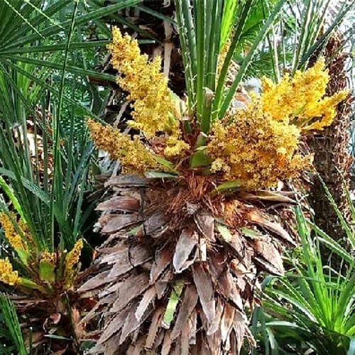 بذور نخيل شاميروبس