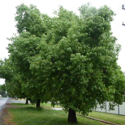 بذور شجرة استركوليا مخمسة