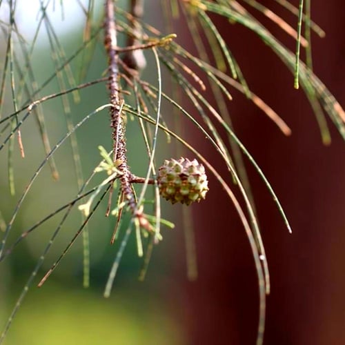 بذور الأثل الأمريكي