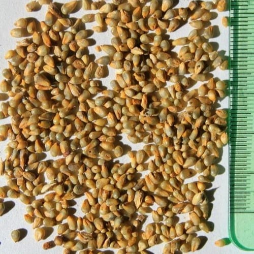 بذور بونيكام أسباني