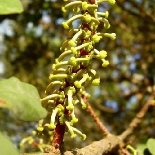 بذور الخروب