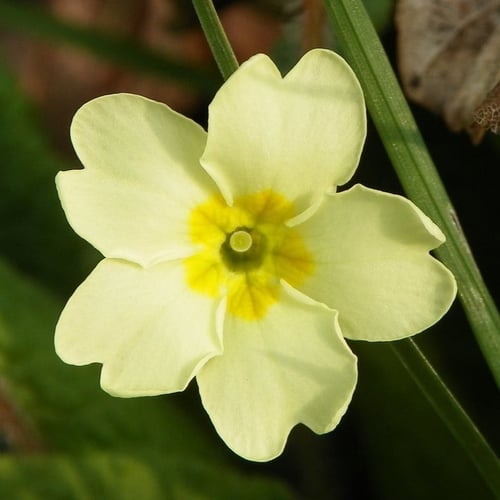 بذور بريمولا