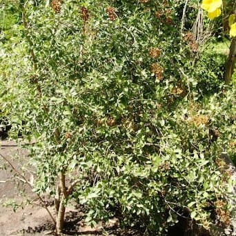 بذور الحناء