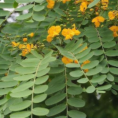 بذور الجاكراندا الصفراء تيبو - ابو المكارم