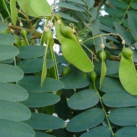 بذور الجاكراندا الصفراء تيبو - ابو المكارم