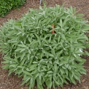 بذور المرامية | المريمية