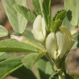 بذور الحلبة