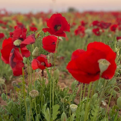 بذور الديدحان - شقائق النعمان
