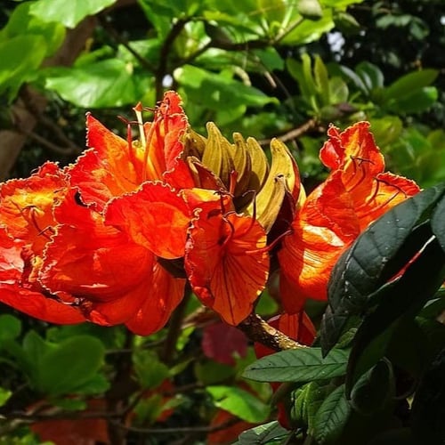 بذور الخزامي الإفريقي