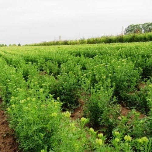 بذور الحبة السوداء | حبة البركة