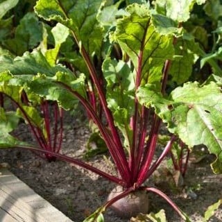 بذور البنجر أو الشمندر