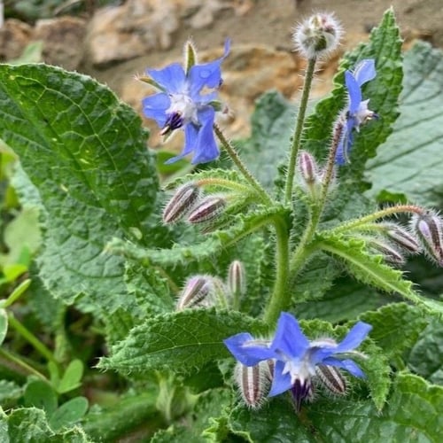 بذور خبز النحل