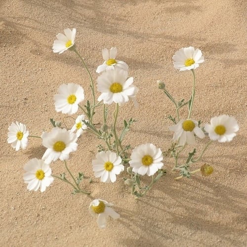 بذور القحويان